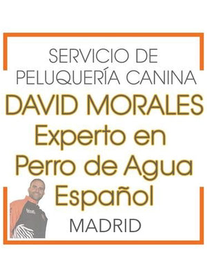 Parrucchiere Canine del Perro de Agua Español (Reserva de CITA) David Morales (Córdoba) Peluqueria Perros
