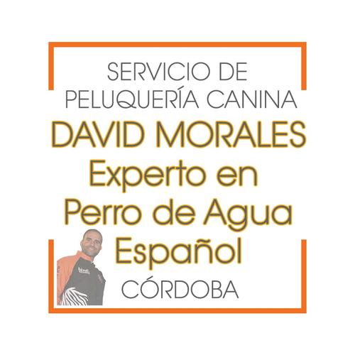 Toilettage du chien d'eau espagnol (RÉSERVATION DE RENDEZ-VOUS) David Morales (Córdoba) Toilettage de chien