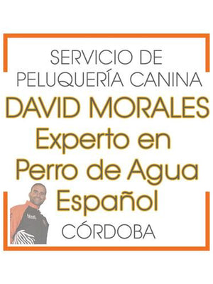 Peluquería Canina del Perro de Agua Español Córdoba (Reserva de CITA) David Morales (Córdoba) Peluqueria Perros