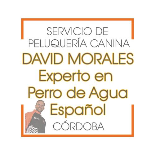 Peluquería Canina del Perro de Agua Español Córdoba (Reserva de CITA) David Morales (Córdoba) Peluqueria Perros