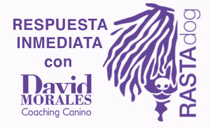 Consultas Caninas - Adiestramiento Córdoba Inmediatas - Consultas rápidas con David Morales Coaching Canino